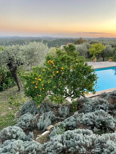 un jardin avec un oranger et une piscine dans l'établissement Le Mas sous le Vent, à Opio