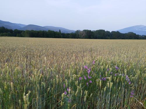 アパートメントの近くで見られる自然の景観