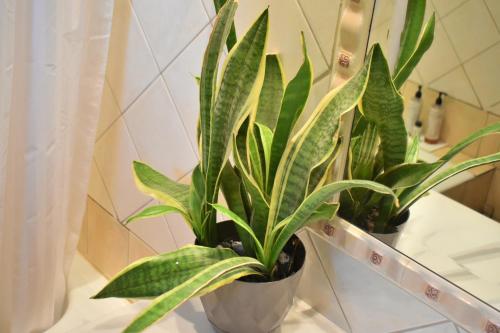 einer Topfpflanze auf einer Badezimmertheke in der Unterkunft Villa Gomfoi Trikala in Gómfoi