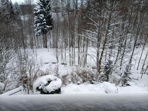 a snow covered field with trees and bushes at Kurzacka Chata in Szklarska Poręba