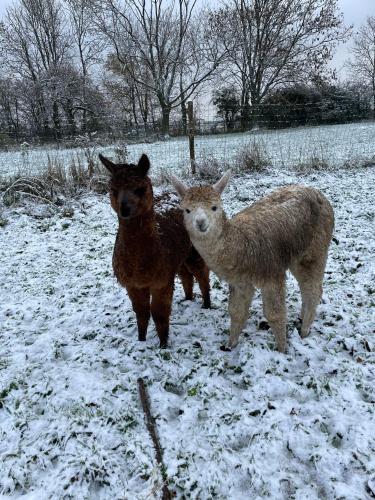 three animals standing in a snow covered field at Chambre au Château de St-Pierre-Brouck in Saint-Pierre-Brouck