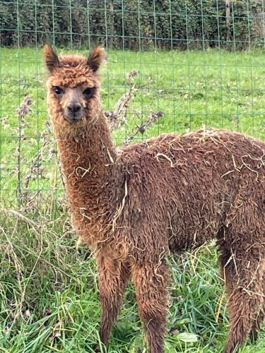 a brown llama standing in a field of grass at Chambre au Château de St-Pierre-Brouck in Saint-Pierre-Brouck