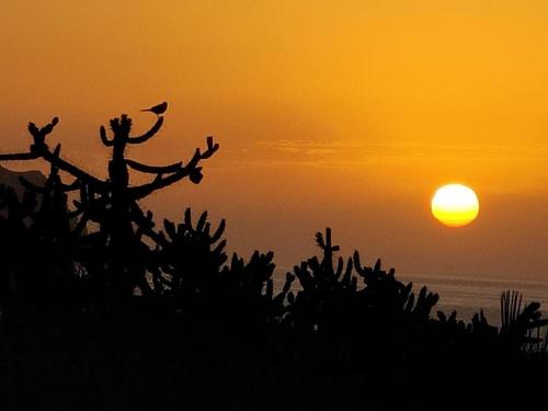 a sunset with a cactus with a bird on it at BlueMar in Almería
