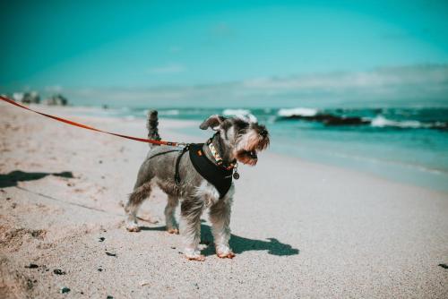 a small dog on a leash on the beach at Jetty Motel The Entrance in The Entrance