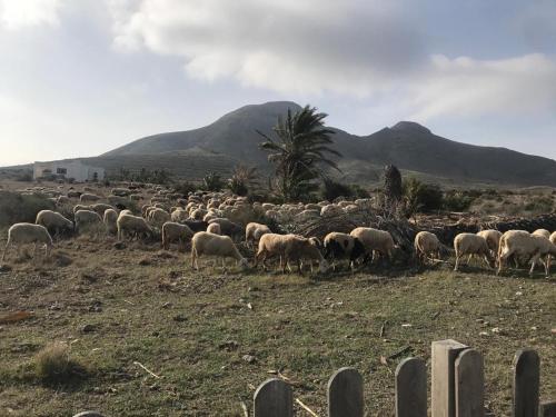a herd of sheep in a field with mountains in the background at BlueMar in Almería