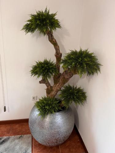 a bonsai tree in a silver pot against a wall at AM Residence in Braga