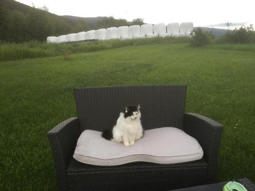 a black and white cat sitting on a chair in a field at Kvaale Gard in Lom