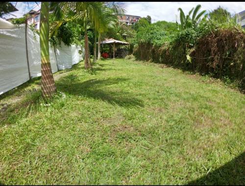 a yard with a palm tree in the grass at La cabaña M in Pereira