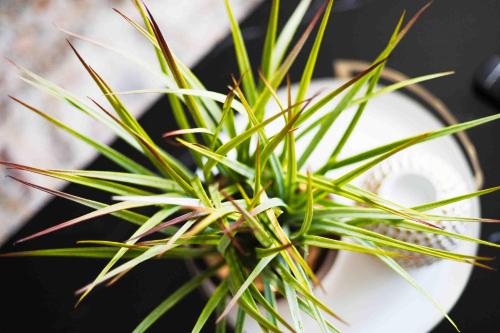 a green plant sitting on top of a table at Elegant 1BR 1 Bath apartment minutes the falls in Niagara Falls