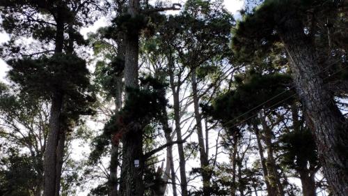 a group of trees with green leaves at Casa Mar in La Lucila del Mar