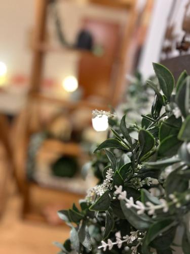 a green plant with white flowers in a room at Suite parking Bike in Trieste