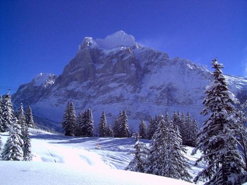 a snow covered mountain with trees in the foreground at Hotel Alte Post in Grindelwald