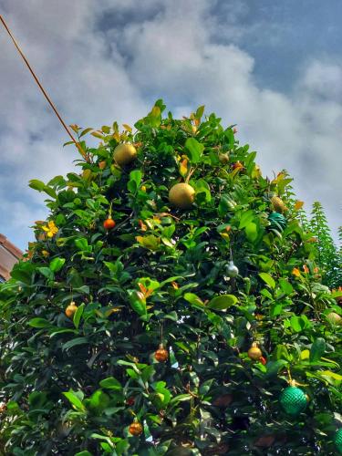 a tree filled with lots of oranges at Mekong Pottery Homestay, Green-Friendly & Boat Tour in Vĩnh Long