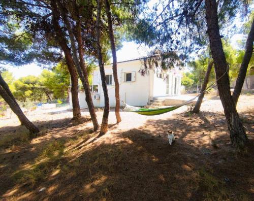 a dog standing in front of a hammock in the woods at My Place 2 in Agios Spyridon