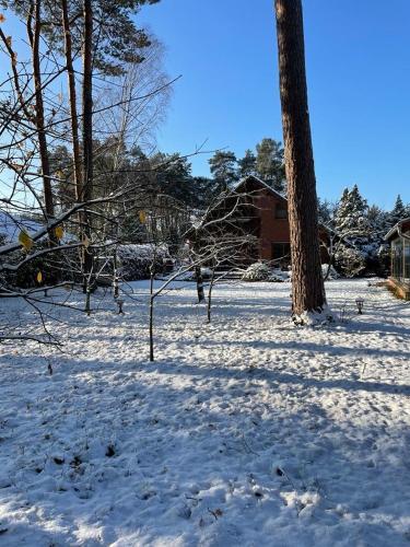 a snow covered yard with a tree and a building at Auf der Heide in Borkheide