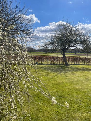 a tree with white flowers in a field at Beech shepherds hut in York