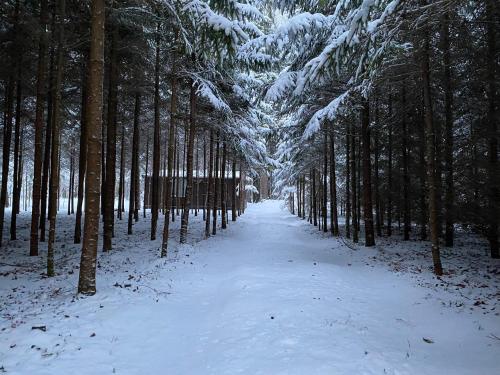 a snow covered path in a forest with trees at Miško sielos namelis su pirtele in Aukštelkė
