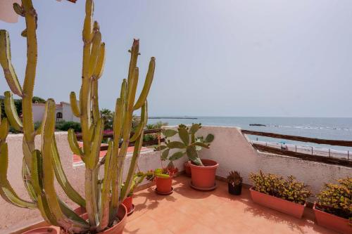 un gruppo di cactus e piante su un balcone con vista sull'oceano di Villa Adelina a Porto Columbu - Perdʼe Sali