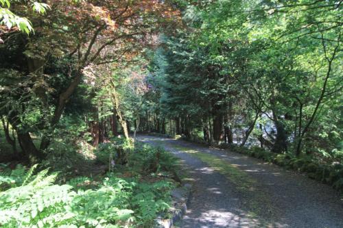 a dirt road in a forest with trees and plants at Daweswood, Patterdale in Patterdale