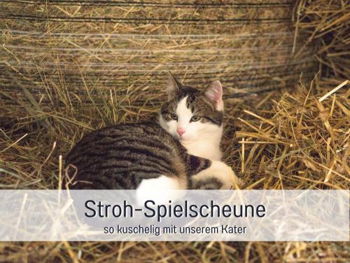 a cat is sitting in the hay at Bio Ferienhof Wichtelweide - Ferienhaus Lichtblick in Fehmarn