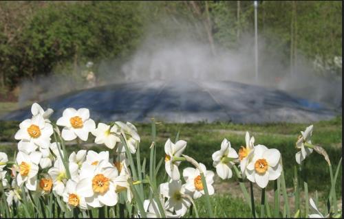 a bunch of white flowers in a field with a geyser at Gästehaus am Stadtpark in Vöcklabruck