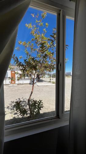 a window with a view of a tree at Hospedaje la Florentina in Pica
