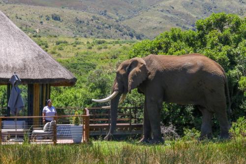 an elephant standing next to a fence with a woman at Barefoot Addo Elephant Lodge in Addo