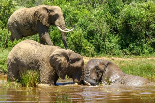 two elephants playing in the water with each other at Barefoot Addo Elephant Lodge in Addo