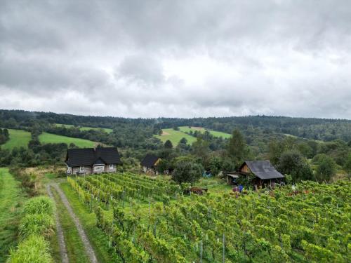 ein Bauernhof mit Häusern auf einem Hügel mit Reben in der Unterkunft Utopia Dom przy winnicy in Nowica