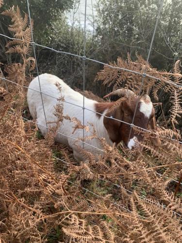 a brown and white cow in a field behind a fence at Foxglove Fourteen in Saint Leonards