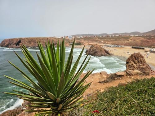 a plant sitting on the side of a beach at Goldenbeachhouse in Mirleft