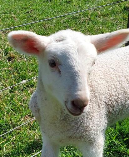 a white lamb standing next to a wire fence at Evi the school bus at Oromahoe Downs Farm in Puketona