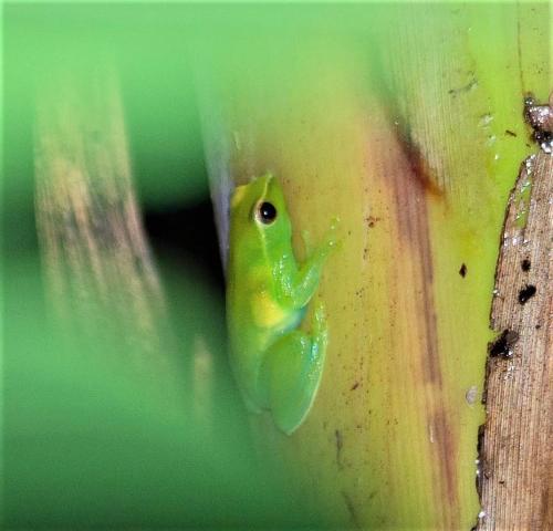 a green frog sticking its head out of a banana at Avatar Amazon Lodge & Canopy Park in Santa Teresa