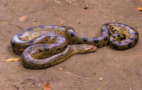 a snake is laying on the ground at Avatar Amazon Lodge & Canopy Park in Santa Teresa