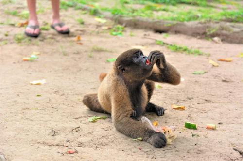 a baby monkey sitting on the ground eating food at Avatar Amazon Lodge & Canopy Park in Santa Teresa