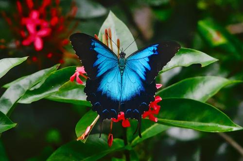 Fotografie z fotogalerie ubytování Daintree Secrets Rainforest Sanctuary v destinaci Diwan