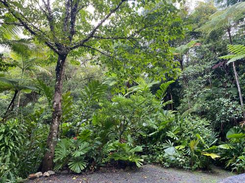 Zahrada ubytování Daintree Secrets Rainforest Sanctuary
