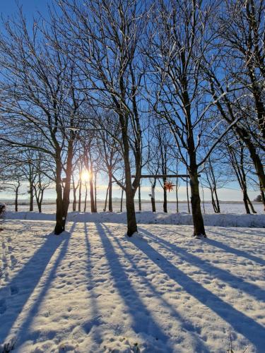 a group of trees in the snow with the sun behind at Ferienwohnung Sort Sol Grellsbülldeich 7 in Aventoft