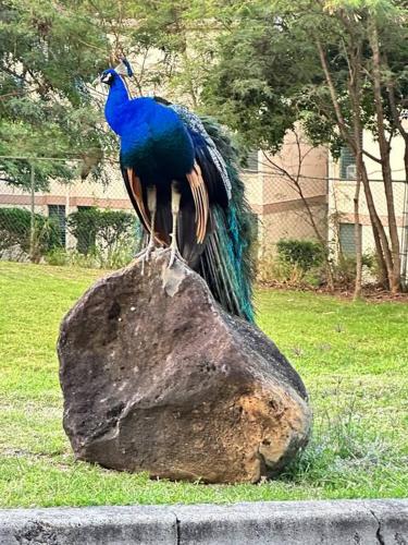a peacock sitting on top of a rock at New 4 Bedroom Home with Ocean and Gorgeous Mountain Views in the gated community of Mauna Olu in Waianae