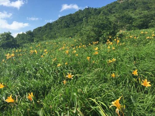 a field of yellow flowers in front of a mountain at Naeba Prince Hotel in Yuzawa