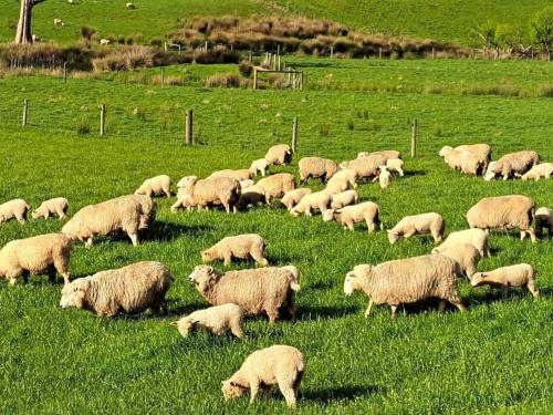 a herd of sheep grazing in a field of grass at Jilly Park Farmstay Experience Discover Authentic Farm Life Complimentary Breakfast Included in Buln Buln