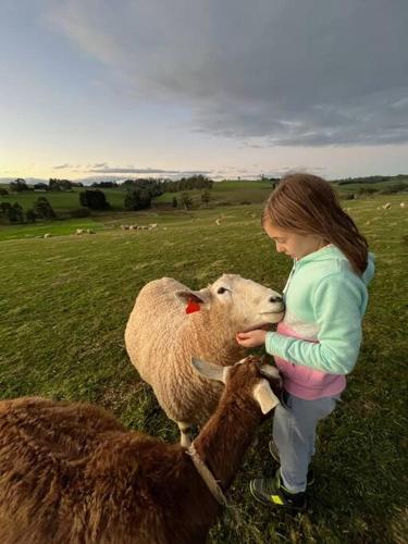 a little girl is petting a sheep in a field at Jilly Park Farmstay Experience Discover Authentic Farm Life Complimentary Breakfast Included in Buln Buln