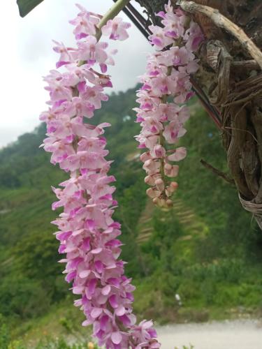 a bunch of pink flowers hanging from a tree at Unique point home stay in Nagarkot