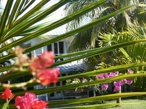 Une bande de palmiers et de fleurs roses dans l'établissement Sea and sand, à Pointe d'Esny