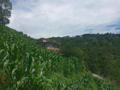 a house in the middle of a field of corn at Unique point home stay in Nagarkot