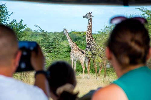 a group of people taking pictures of two giraffes at Safari Residence Lake Manyara in Mto wa Mbu