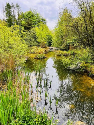a river with trees and plants in the water at Secluded Rustic Cabin - A Digital Detox Paradise. in York