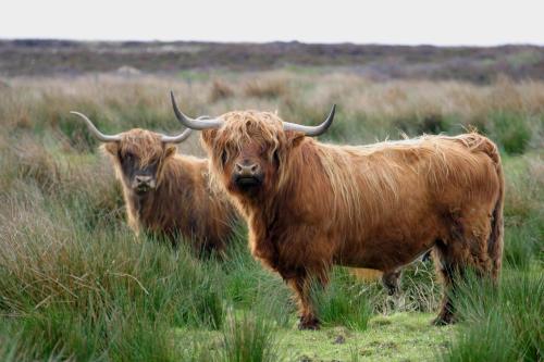 three cows standing in a field of tall grass at Craiglea Lodge in Latheron