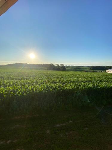 un campo de cultivos verdes con el sol en el cielo en Wzgórze 208, en Machnice