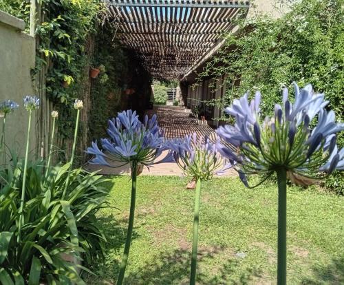 un jardín con flores azules en la hierba en Departamentos Casco Urbano San Antonio de Areco en San Antonio de Areco